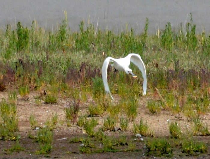 Spoonbill