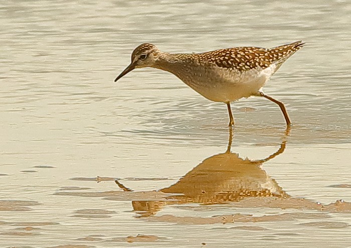 Wood Sandpiper