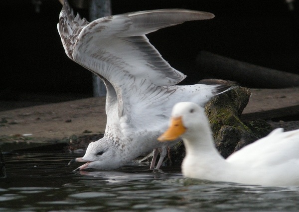 Ring-billed Gull