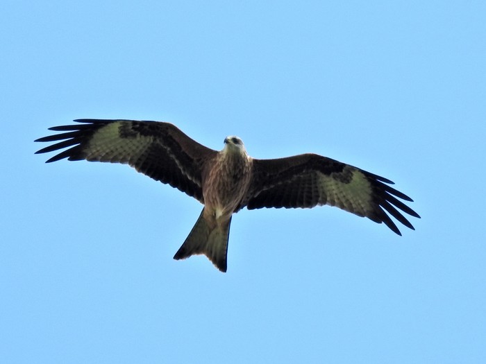 Red Kite