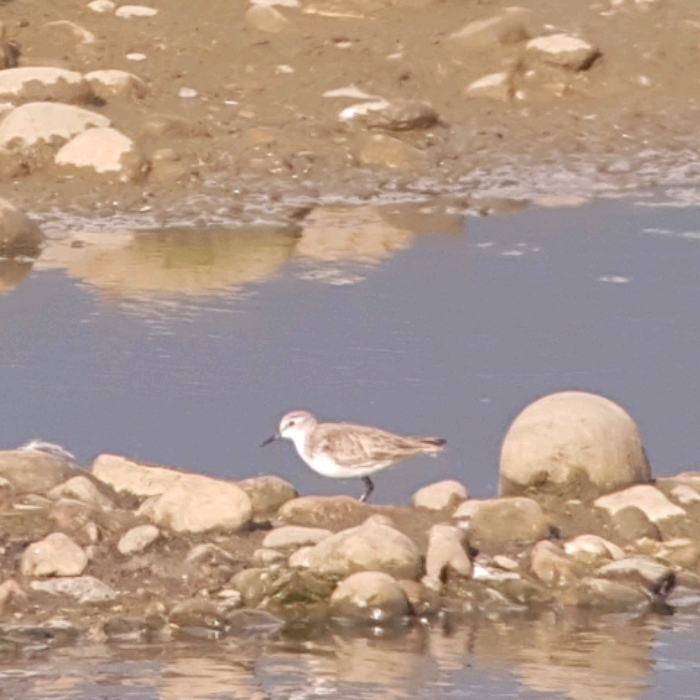 Little Stint 