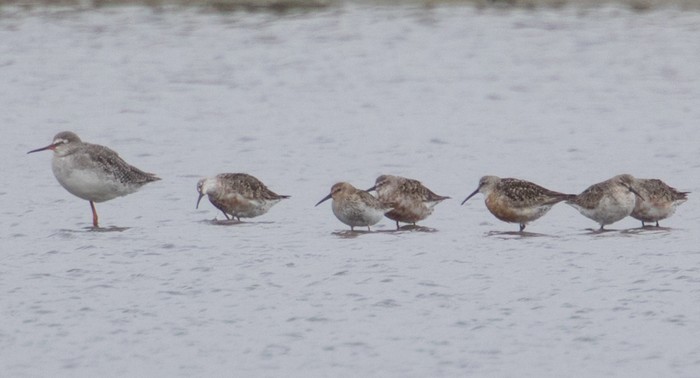 Curlew Sandpiper