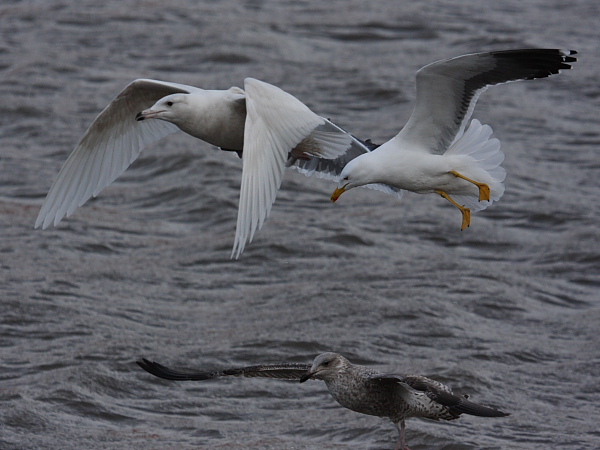 Glaucous Gull