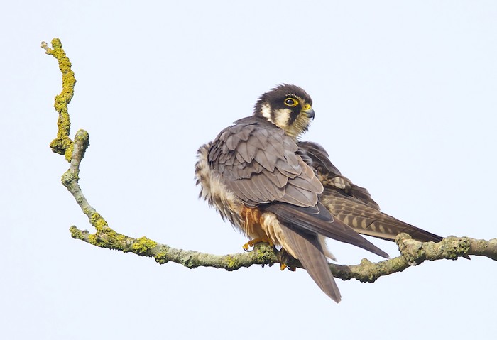 Hobby