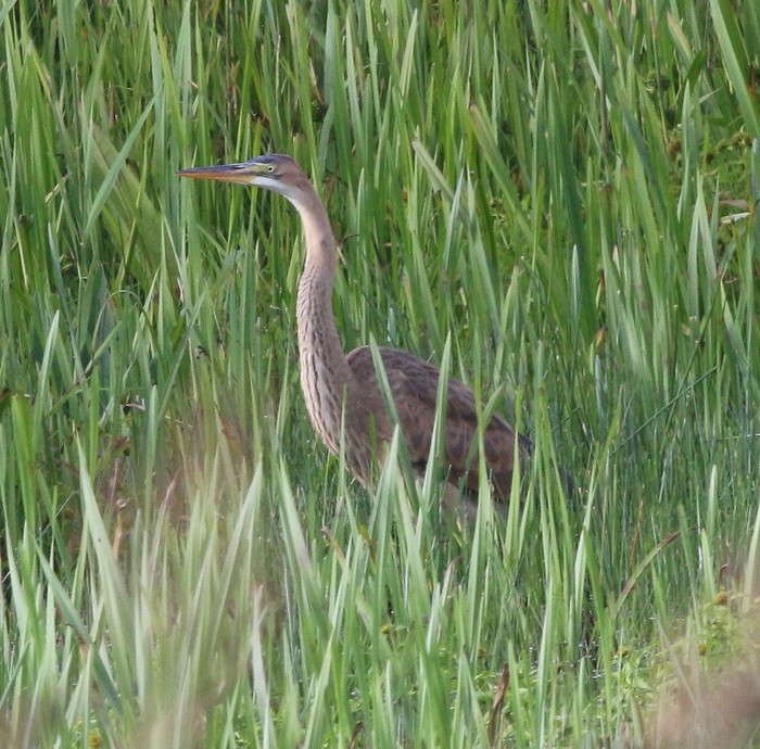 Purple Heron