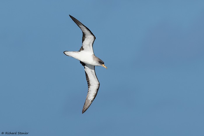 Cory's Shearwater
