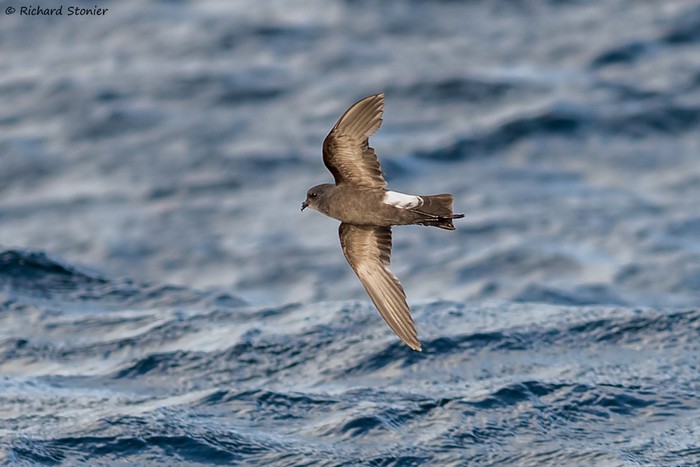 Wilson's Petrel