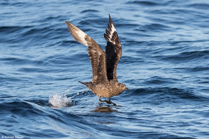 Great Skua