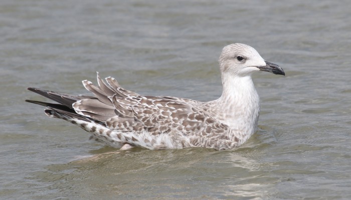 Yellow-legged Gull