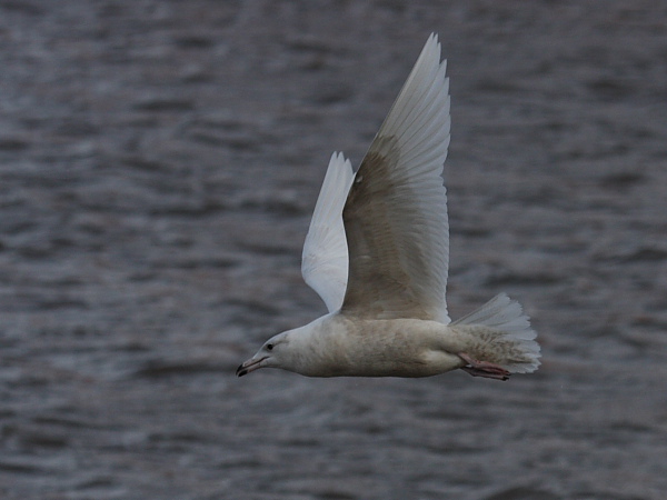 Glaucous Gull