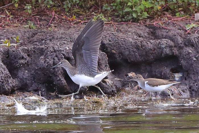 Green Sandpiper