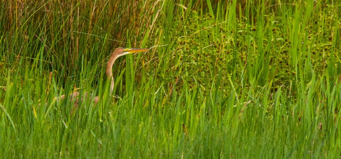 Purple Heron