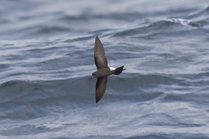 Wilson's Petrel