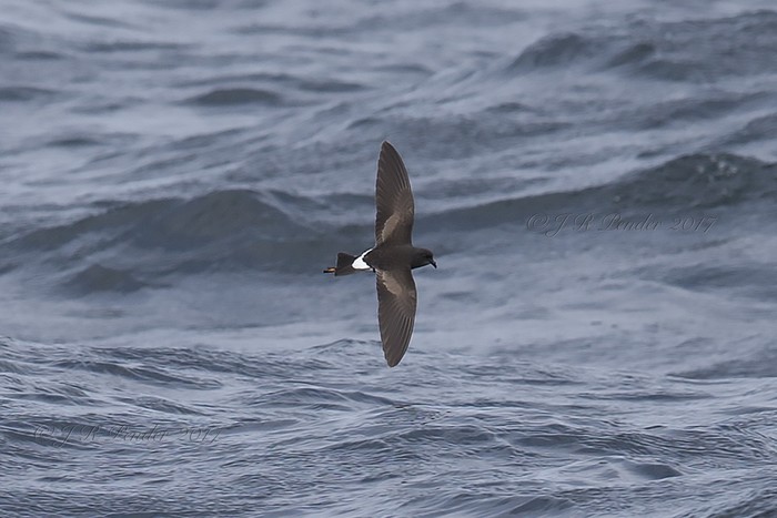 Wilson's Petrel