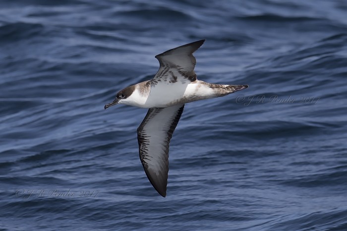 Great Shearwater