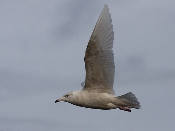 Glaucous Gull