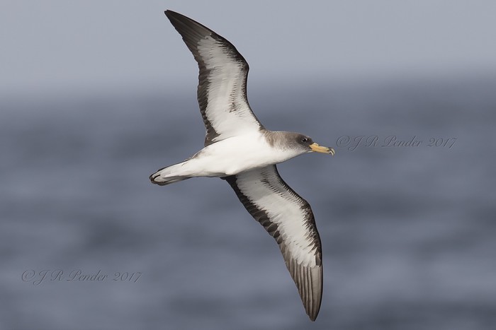 Cory's Shearwater