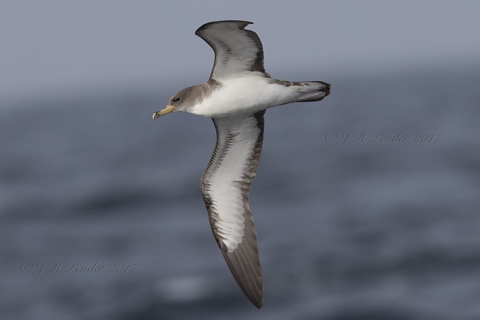 Cory's Shearwater
