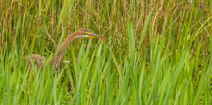 Purple Heron