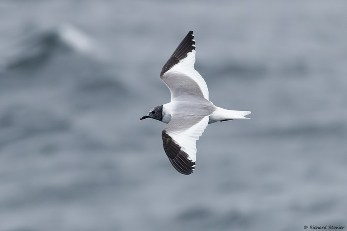 Sabine's Gull