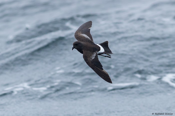 Wilson's Petrel