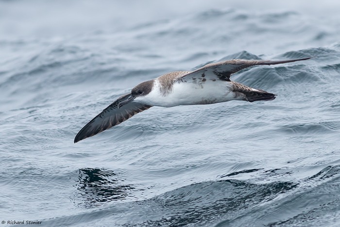 Great Shearwater