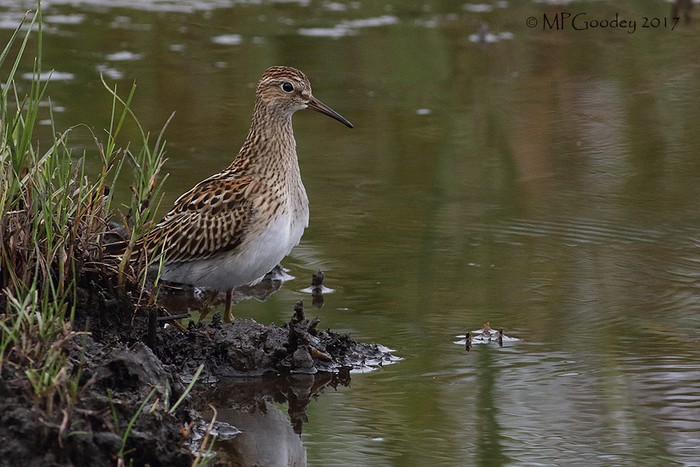 Pectoral Sandpiper