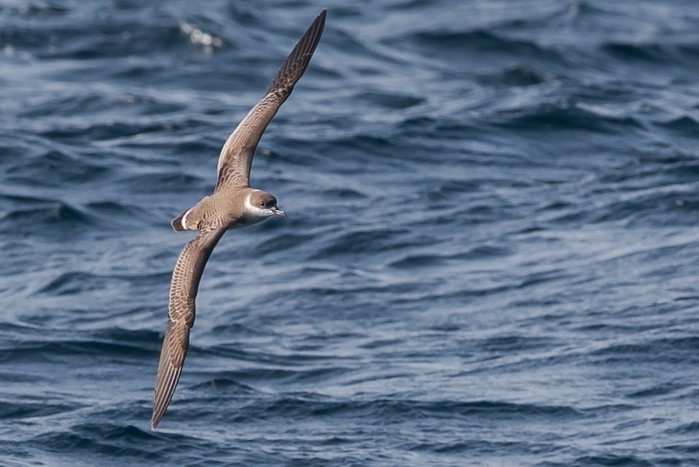 Great Shearwater