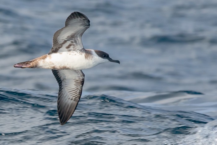 Great Shearwater