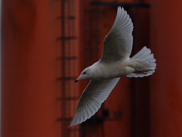 Glaucous Gull