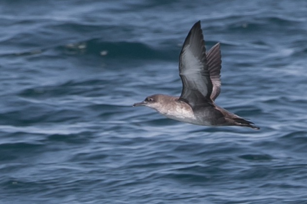 Balearic Shearwater
