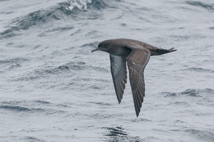 Sooty Shearwater
