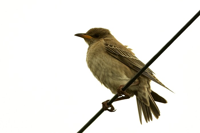 Rose-coloured Starling