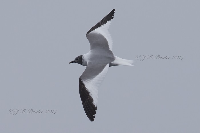 Sabine's Gull