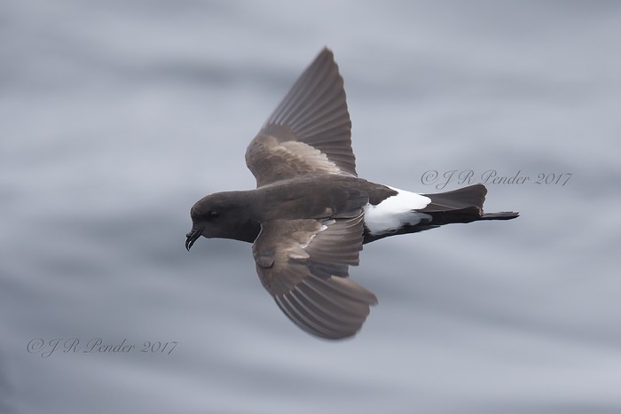 Wilson's Petrel