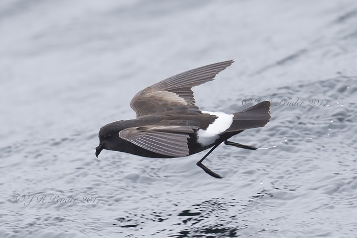 Wilson's Petrel