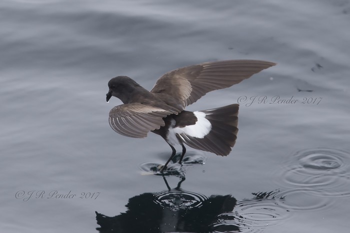 Wilson's Petrel