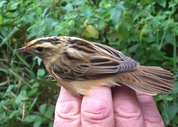 Aquatic Warbler