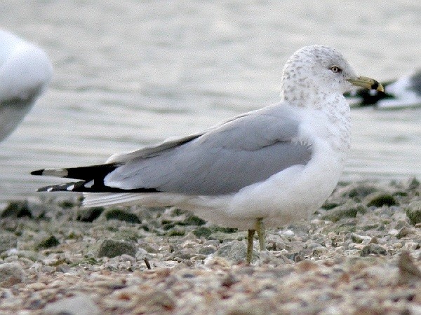 Ring-billed Gull