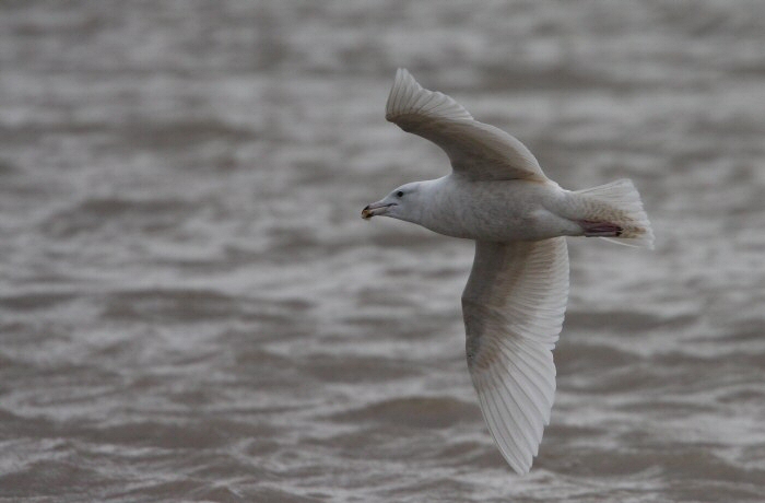 Glaucous Gull