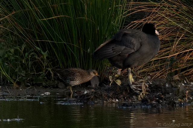 Spotted Crake