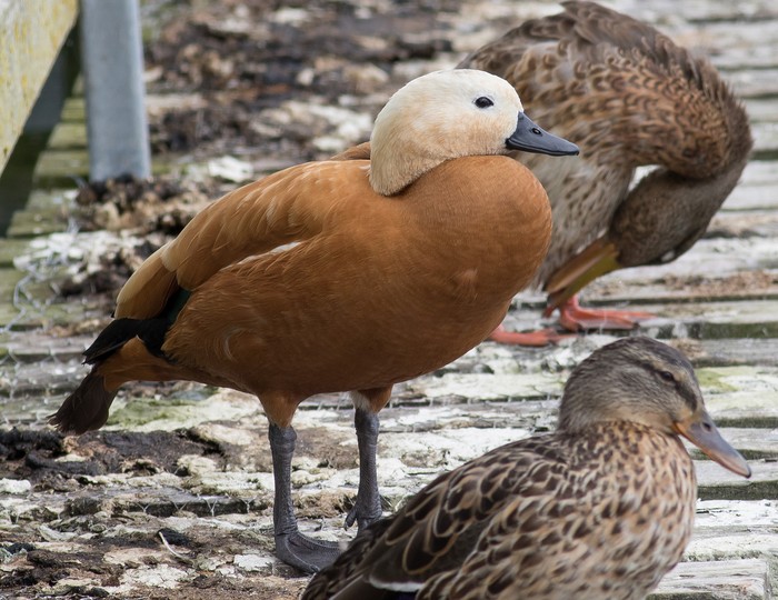 Ruddy Shelduck