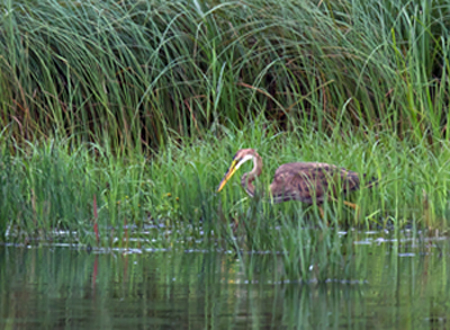 Purple Heron
