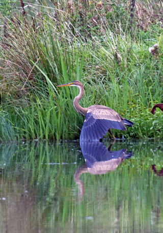 Purple Heron