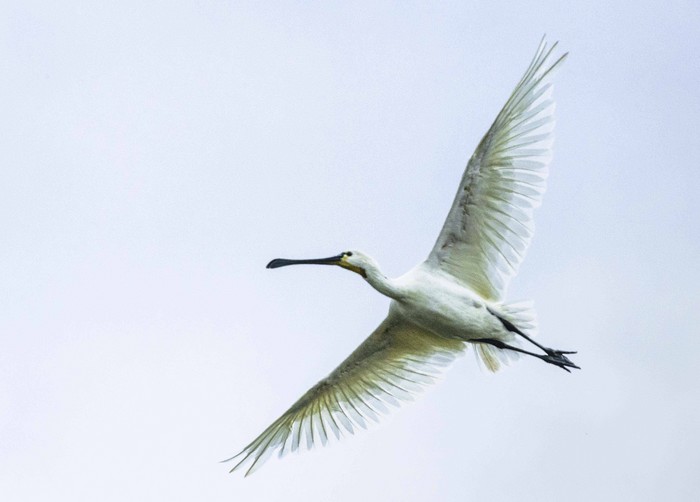 Spoonbill