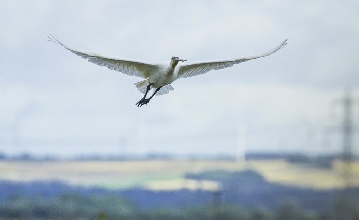 Spoonbill