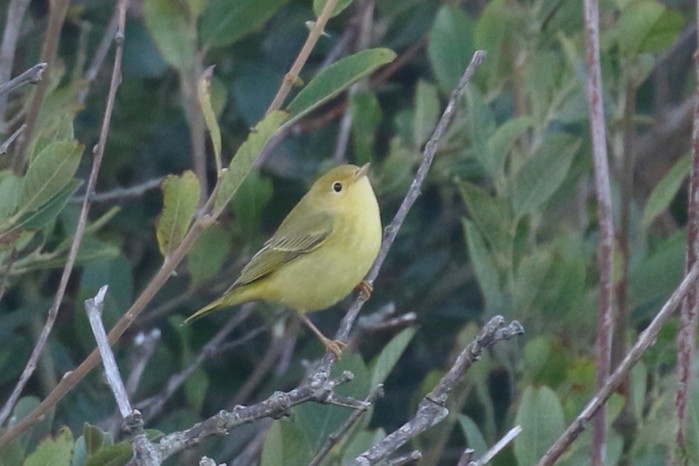 Yellow Warbler