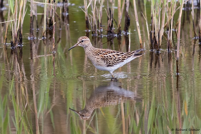 Pectoral Sandpiper