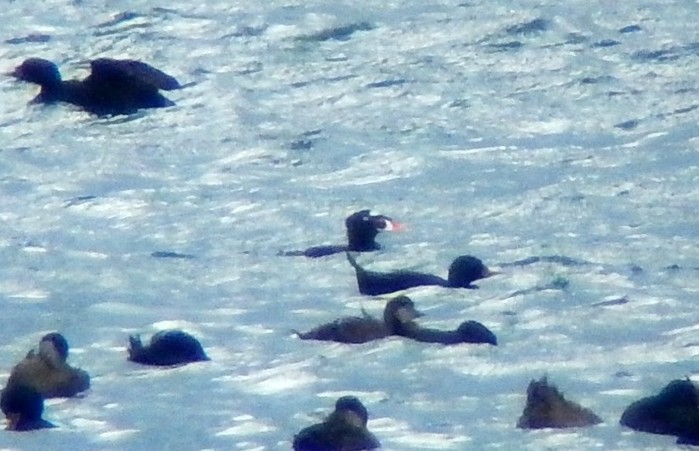 Surf Scoter