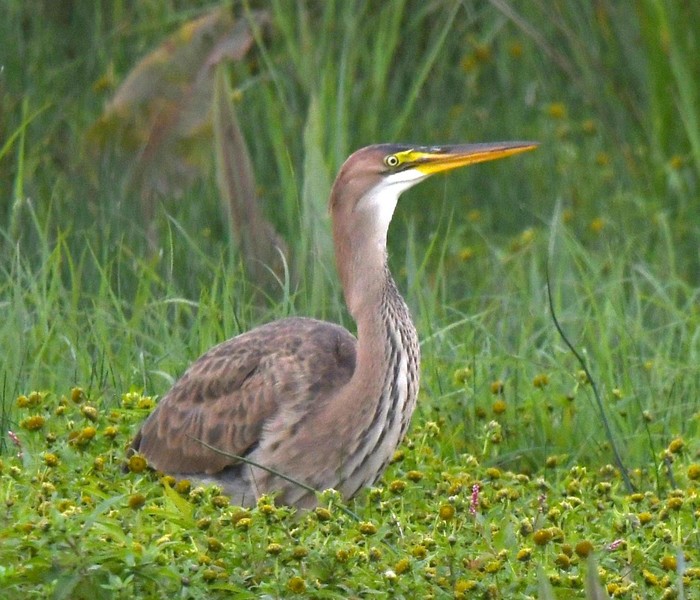 Purple Heron
